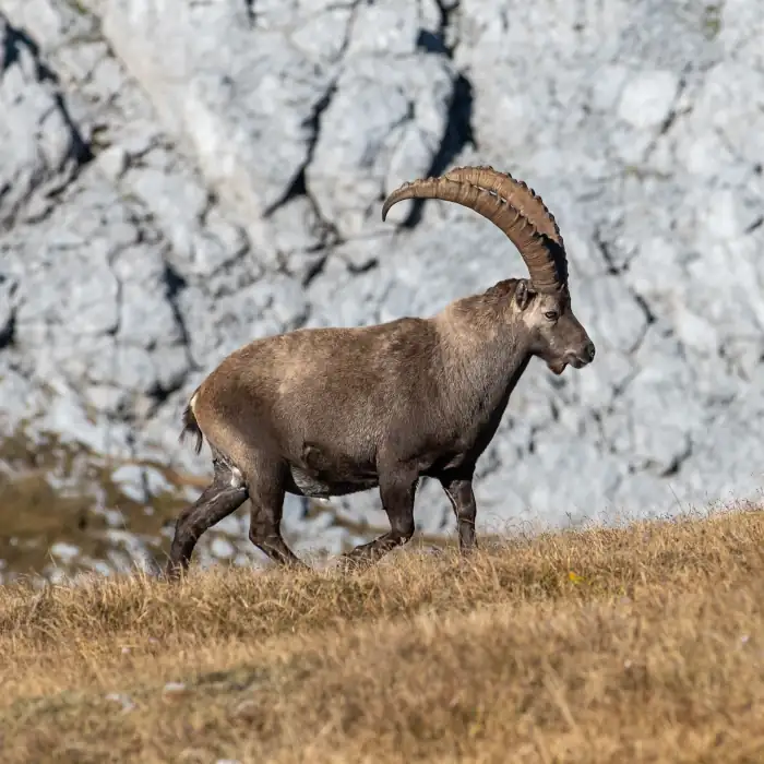 Mountain ibex