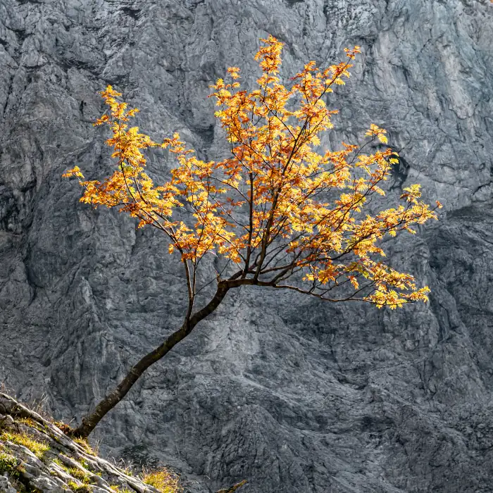 European mountain ash