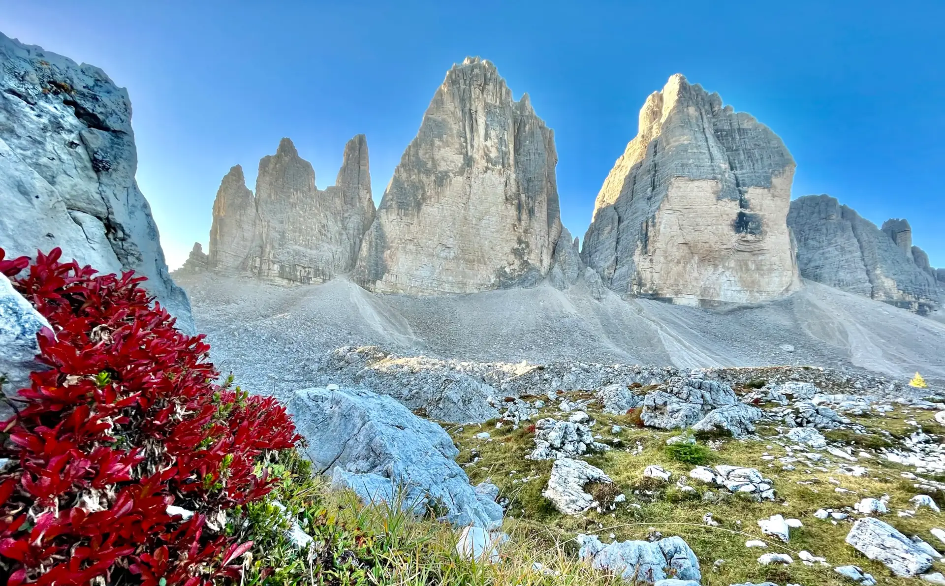 Red alpine flowers below Tre Cime.